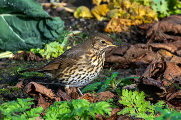 Song thrush (Turdus philomelos) bird which is a popular garden songbird with a beautiful melodic loud song, stock photo image