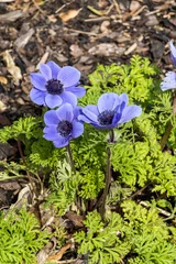 Foto op Canvas Anemone coronaria 'Mister Fokker' a spring flowering bulbous plant with a blue springtime flower,  stock photo image © Tony Baggett