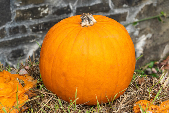 Pumpkin (cucurbita) an orange or white winter vegetable squash used for a Halloween display, stock photo image