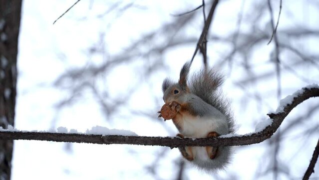 Close-up of a cute fluffy red squirrel with a nut in its paws in the winter forest. A hungry frozen squirrel gnaws a nut while sitting on a tree branch in sunny frosty weather.