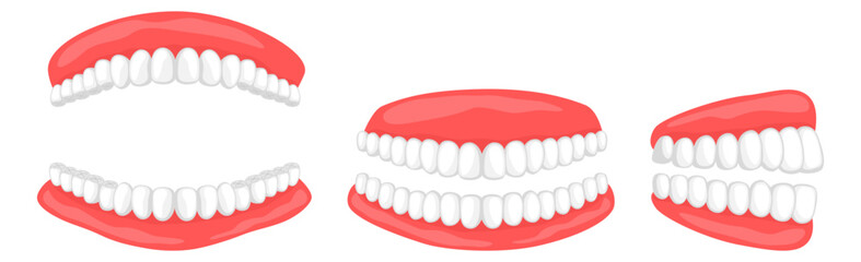 歯の見本※Affinity Designer作成svgファイル