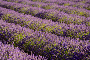 Fototapeta premium PLANTAS DE LAVANDA EN FLORACIÓN (Lavandula)
