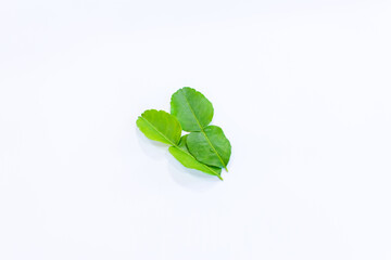 A close up of three fresh kaffir lime leaves on a white background