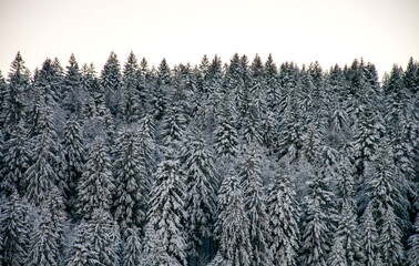 all the trees in the forest whitened by the fresh snow of the night