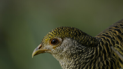 Yellow Golden Pheasant, Birds of Eden, Plettenberg Bay, South Africa.