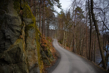 A narrow country road in the forest