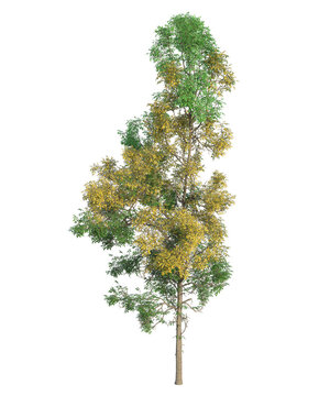 Albero con e senza foglie bianche, arancioni, verdi, gialle, rosse fondo trasparente e isolato inverno con e senza neve