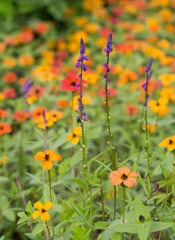 field of flowers