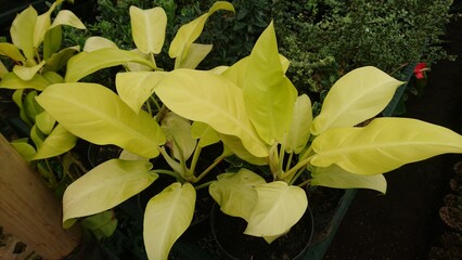 Leaves that will make you chill