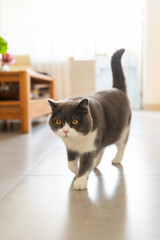 British Shorthair cat walking indoors