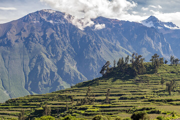 Terraced crops in the Colca Canyon, Peru. Spectacular and amazing colorful panorama of the Andes...