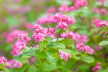 咲き誇る赤蕎麦の花