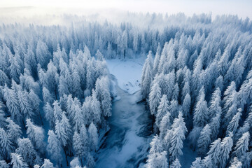 Tree tops seen from above in the winter