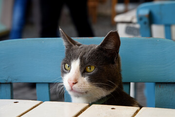 Katze sitzt am Tisch in Restaurant
