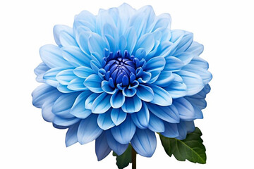 
Blue chrysanthemum. Flower on a white isolated background with clipping path. For design. Closeup. Nature