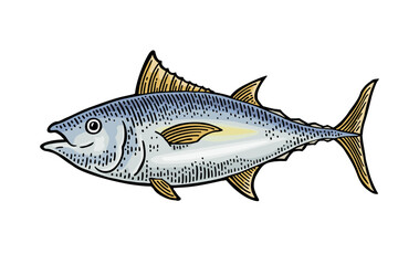Whole fresh fish tuna. Vintage vector engraving monochrome color