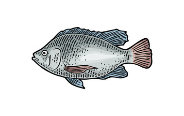 Whole fresh fish tilapia. Hand drawn design. Vector color engraving vintage