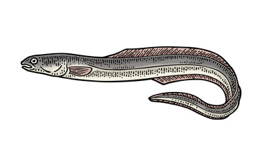 Whole fresh fish eel. Vector engraving vintage