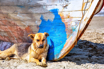 Cute dog lying on a beach next to an old traditional wooden fisher boat in Syros island, Greece