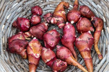 Paleleaf woodland sunflower aurora rubin (Helianthus strumosus 'Aurora Rubin')