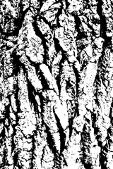 Texture of tree bark - obrazy, fototapety, plakaty