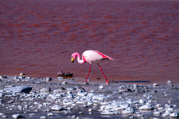 Wild fauna in the red lagoon in the bolivian altiplano