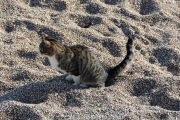 cat on the sand
