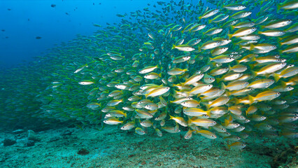 Artistic underwater photo of schools fish in the deep blue sea - Yellow Bigeyed Snapper fish