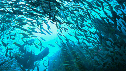 Underwater photo of scuba divers at a wreck surrounded by school of fish - Yellow Bigeyed Snapper...