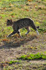 cat on the ground