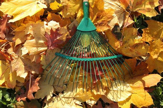 Rake and fall leaves on grass outdoors, top view
