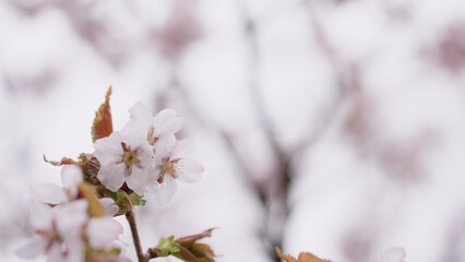 Sakura cherry blossom in spring on a cloudy day