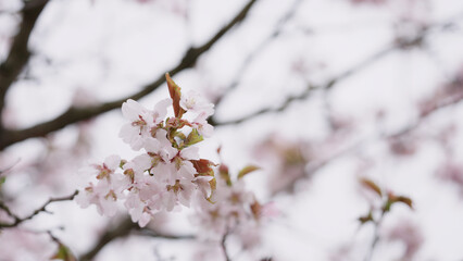 Sakura cherry blossom in spring on a cloudy day