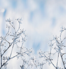 Frosty winter background of dried flowers in white fluffy frost on a natural winter background.