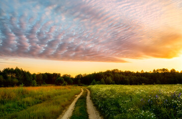  Path in a field with blooming daisies and different wildflowers in spring. The sun rising in the fog over the horizon. Beautiful landscape in the early summer morning. 