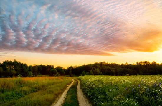  Path in a field with blooming daisies and different wildflowers in spring. The sun rising in the fog over the horizon. Beautiful landscape in the early summer morning. 