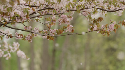 Sakura cherry blossom in spring on a cloudy day