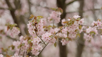 Obraz premium Sakura cherry blossom in spring on a cloudy day