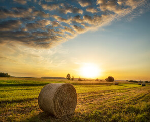 Farm fields with bales of hay in the dawn light on an early summer morning. Panoramic photo vertical.
