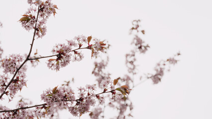 Sakura cherry blossom in spring on a cloudy day