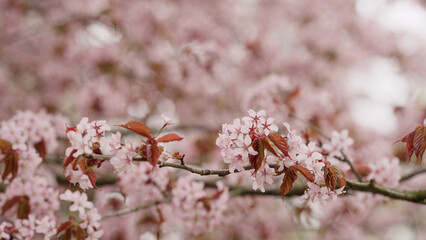 Sakura cherry blossom in spring on a cloudy day
