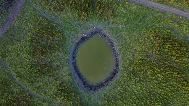 Beautiful nature ecosystem with small pond, lake with blue sky and forest and land in the distance in national park Obedska bara seen from aerial drone