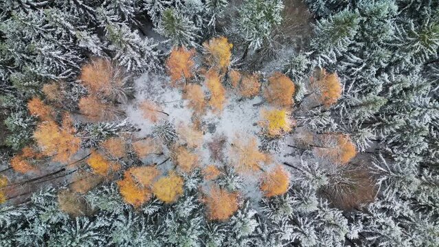 Yellow larch trees shining in the spruce forest covered with the first snow of the season. Aerial view of a winter forest in Czech Republic, Europe.