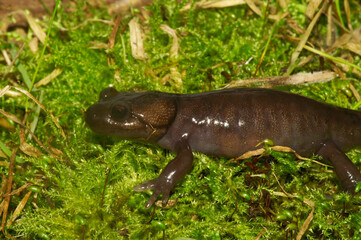 Closeup on a North-American brown Northwestern salamander. Ambystoma gracile sitting on green moss