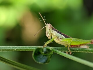 Fototapeta premium Closeup of an insect