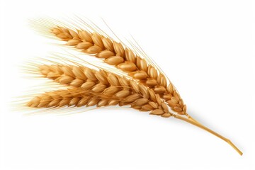 An ear of wheat isolated
