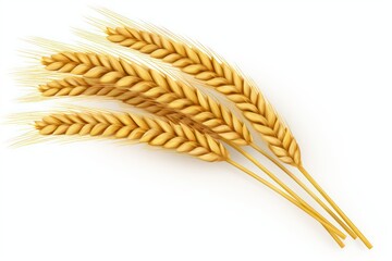 An ear of wheat isolated