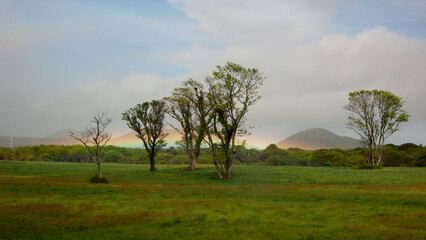 들판 나무 위에 뜬 무지개