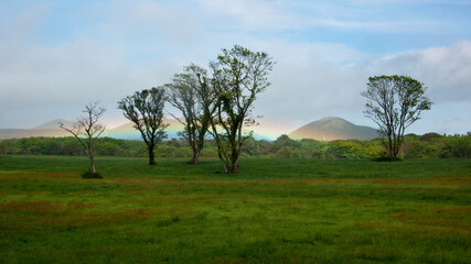 들판 나무 위에 뜬 무지개