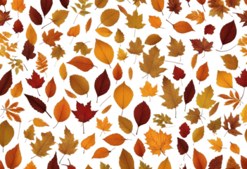Collection of autumn leaves isolated on transparent or white background